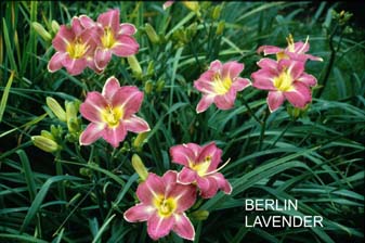 Berlin Lavender