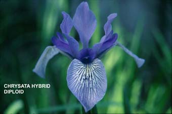 Bicolor Chrysata-Hybride